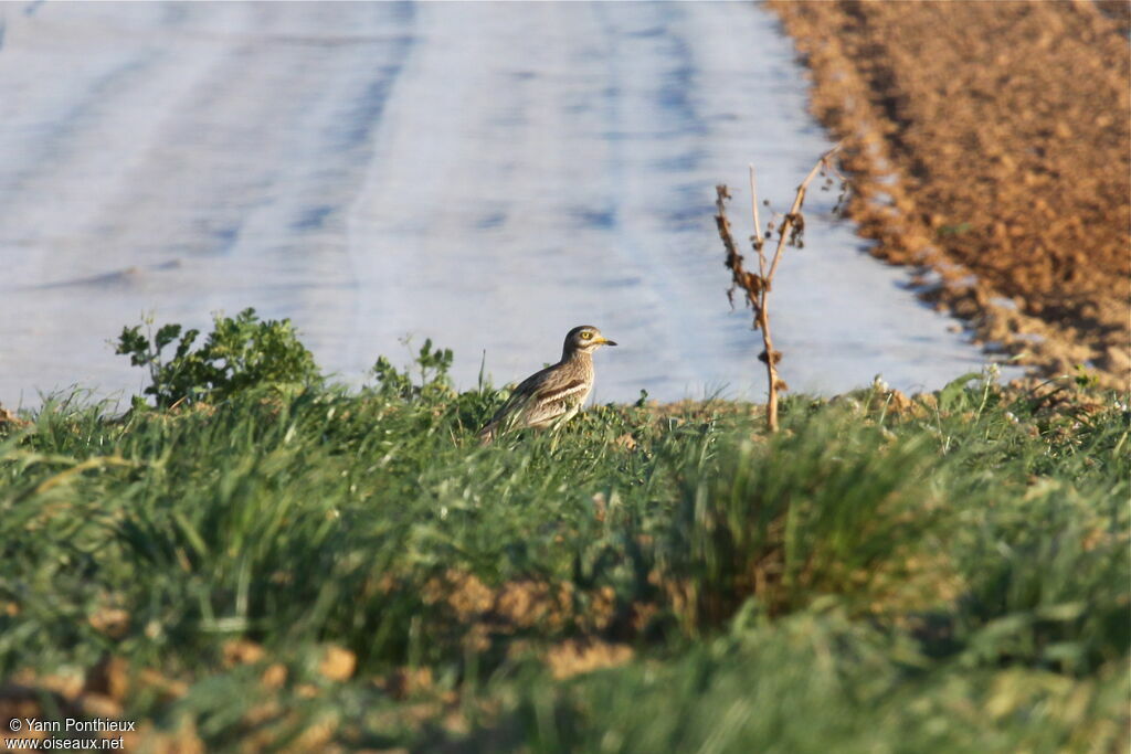 Eurasian Stone-curlew