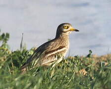 Eurasian Stone-curlew