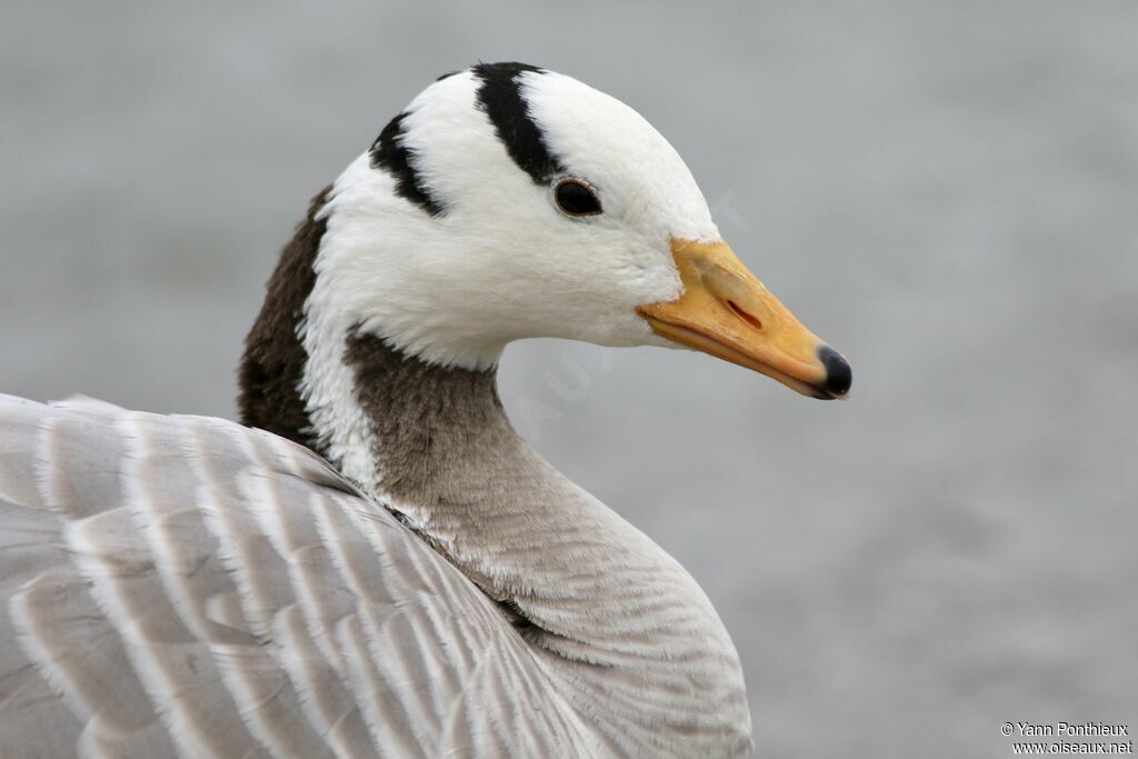 Bar-headed Goose