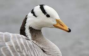 Bar-headed Goose