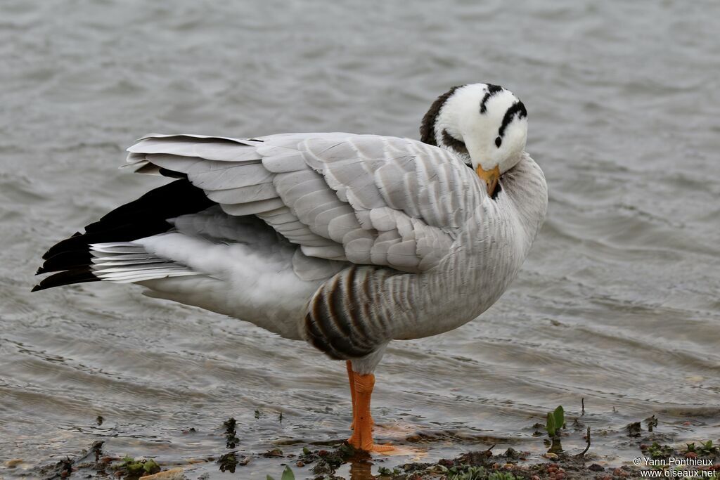 Bar-headed Goose