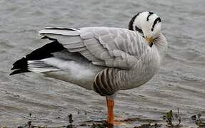 Bar-headed Goose