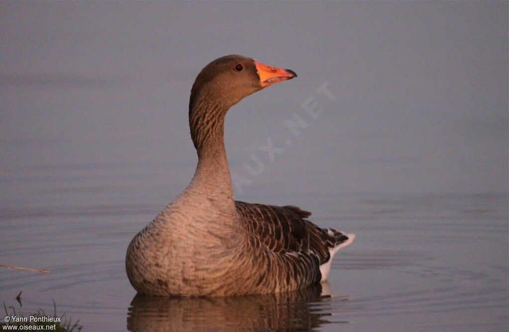 Greylag Goose