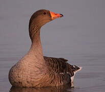 Greylag Goose