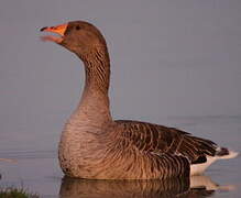 Greylag Goose