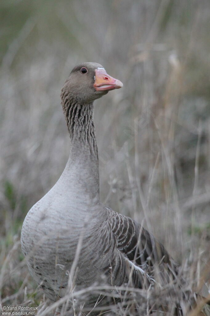 Greylag Goose