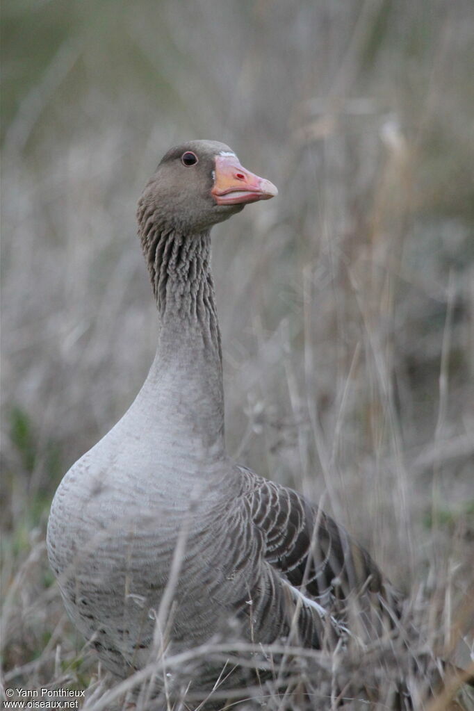 Greylag Goose