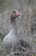 Greylag Goose