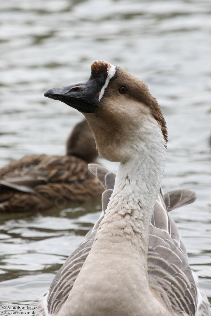 Swan Goose