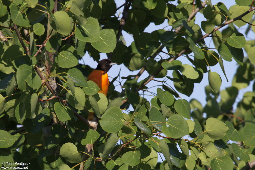 Oriole du Nord