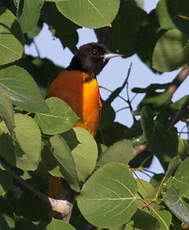 Oriole du Nord