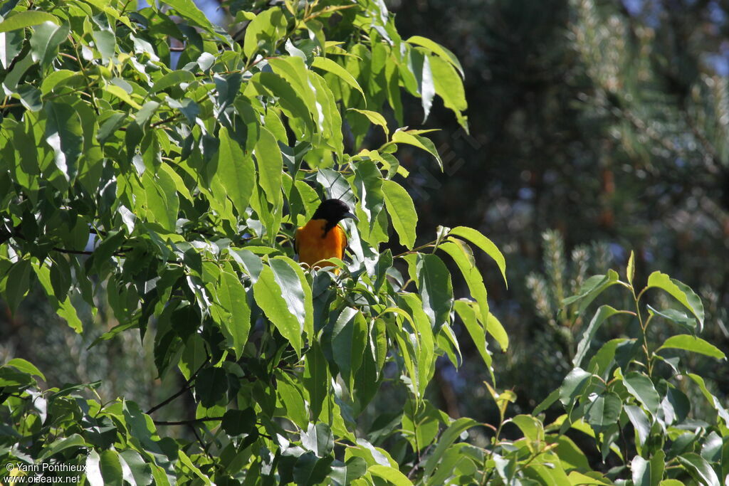 Baltimore Orioleadult breeding