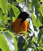 Baltimore Oriole