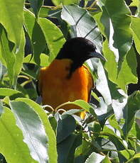 Oriole du Nord