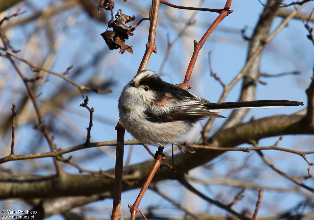 Long-tailed Tit