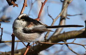 Long-tailed Tit