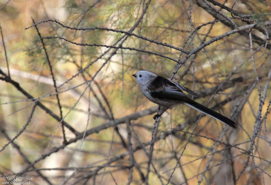 Long-tailed Tit