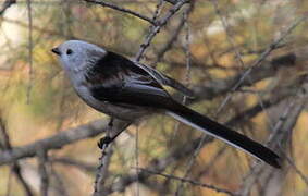 Long-tailed Tit