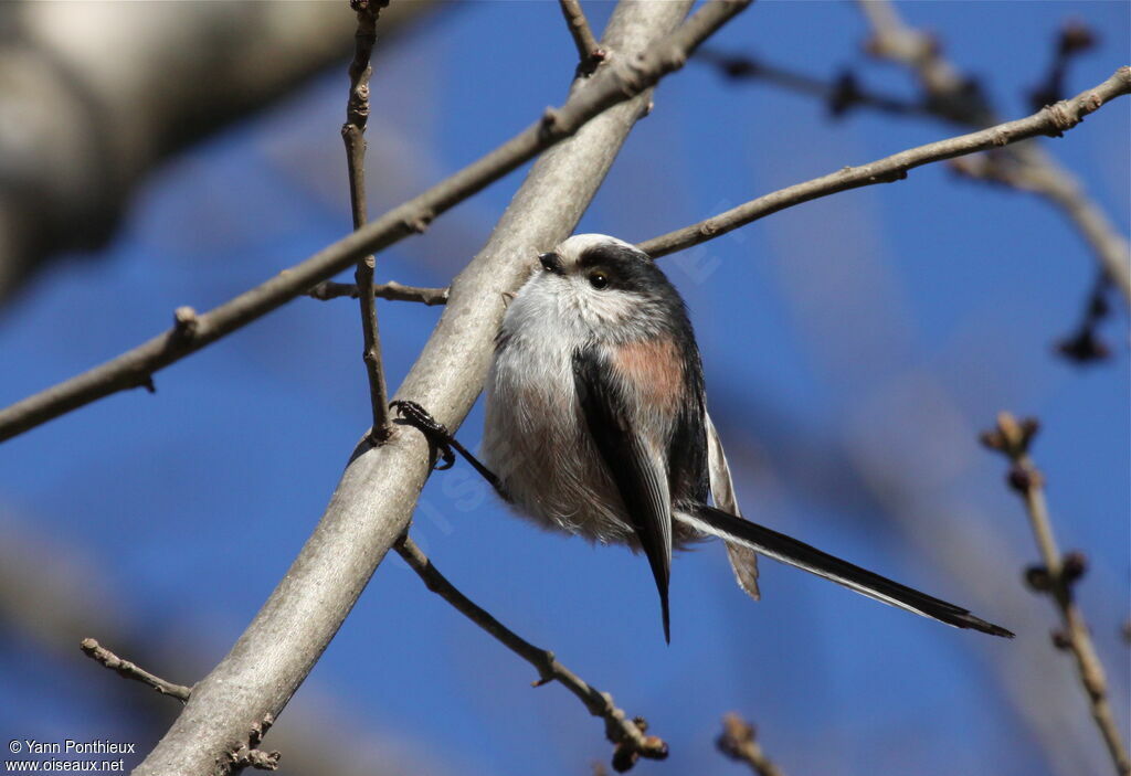 Long-tailed Titadult post breeding