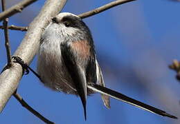 Long-tailed Tit