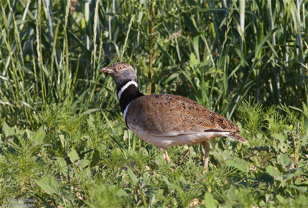 Little Bustard male adult breeding