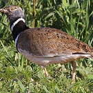 Outarde canepetière