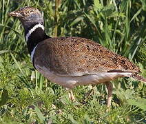 Little Bustard