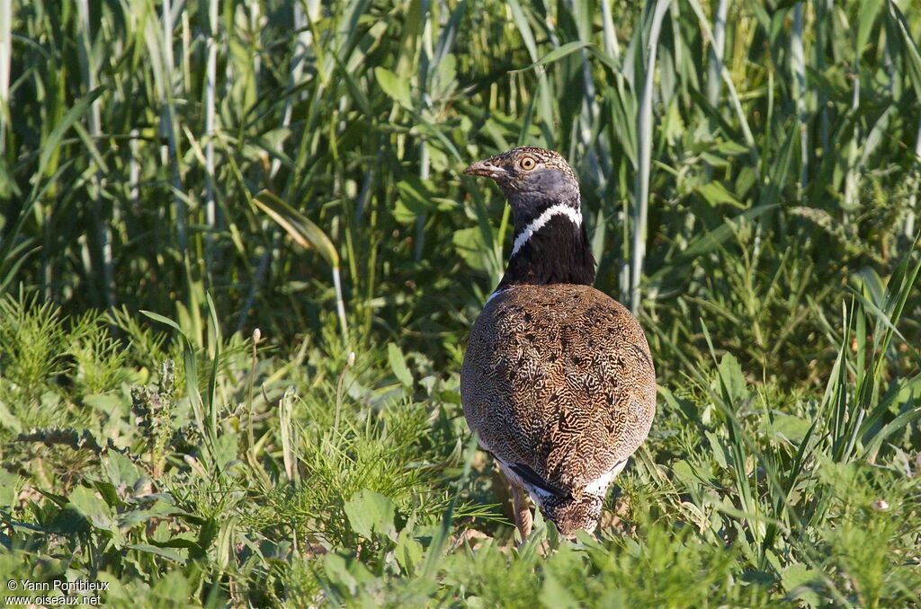 Little Bustard male adult breeding