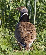 Little Bustard