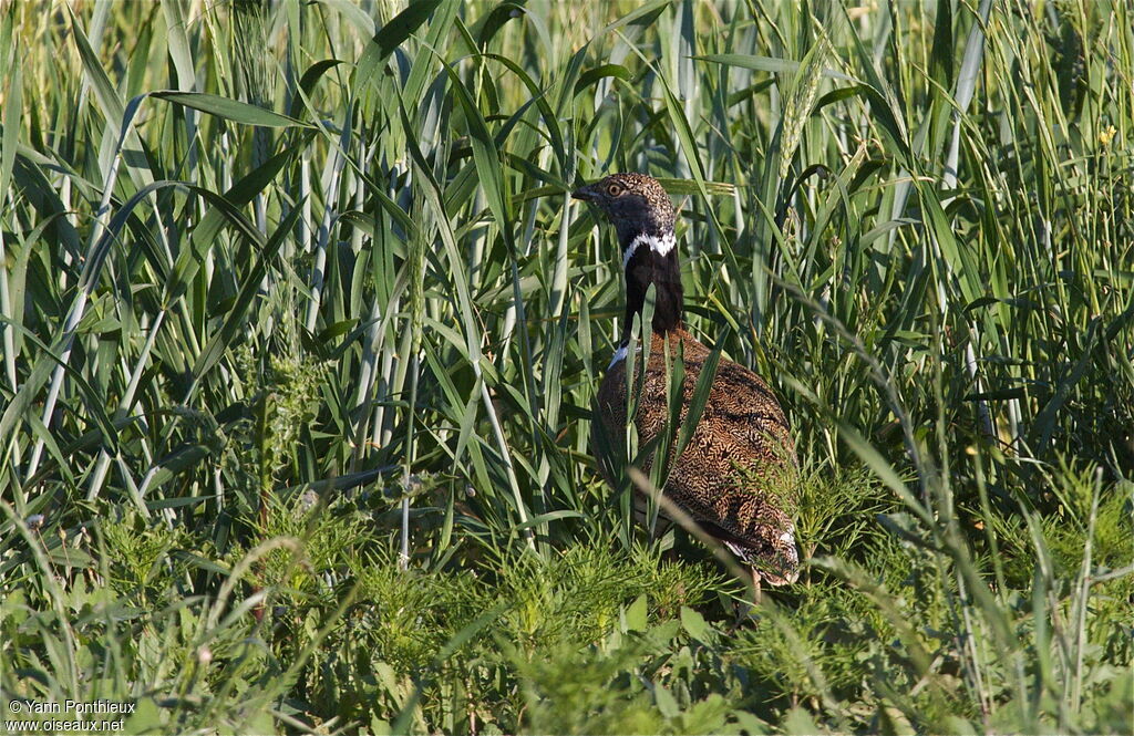 Little Bustard male adult breeding