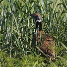Outarde canepetière