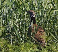 Little Bustard