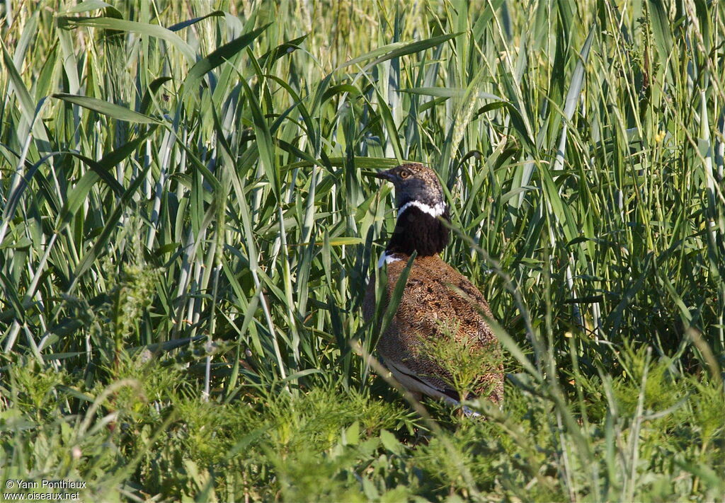 Outarde canepetière