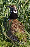 Little Bustard