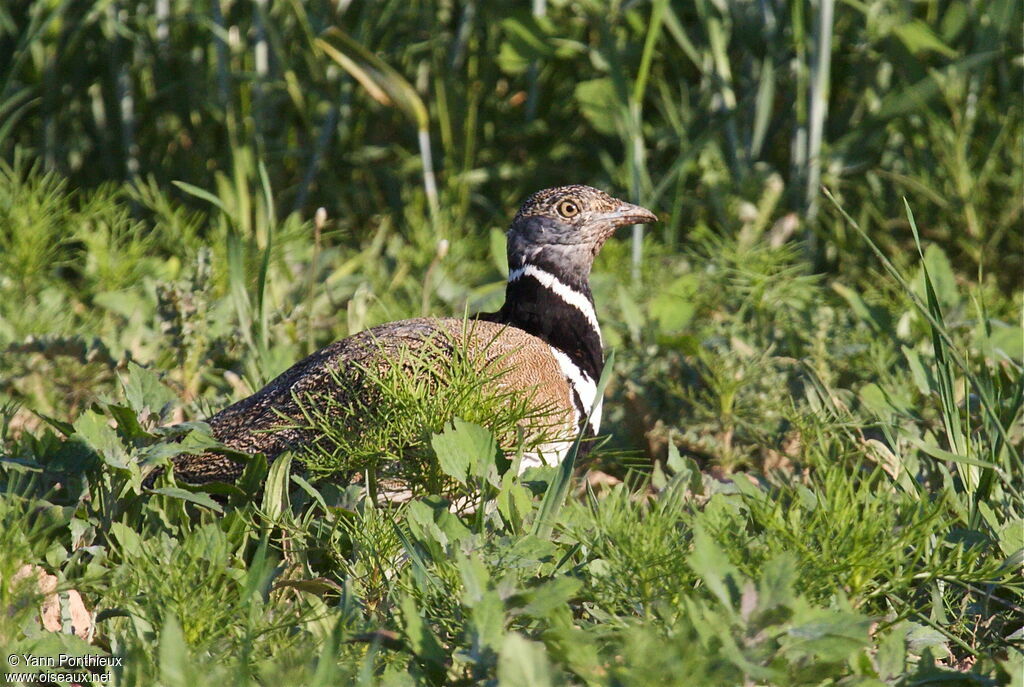 Little Bustard male adult breeding