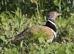 Little Bustard