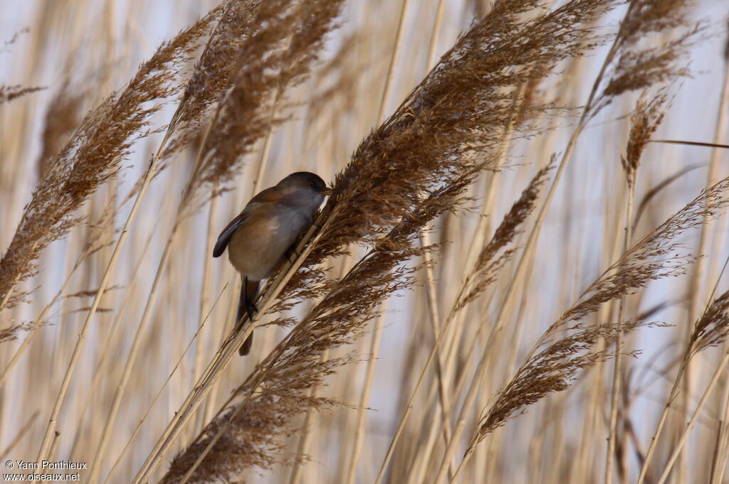 Bearded Reedling female adult