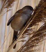 Bearded Reedling