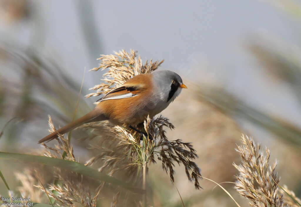 Bearded Reedling male adult, habitat, pigmentation