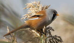 Bearded Reedling