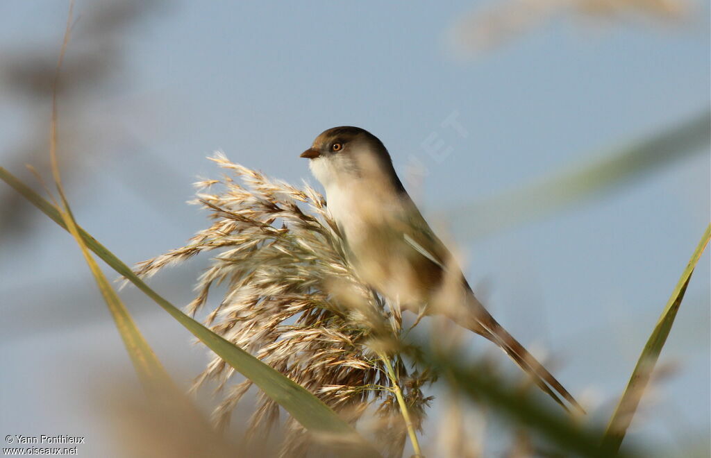 Bearded Reedling female adult