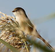 Bearded Reedling