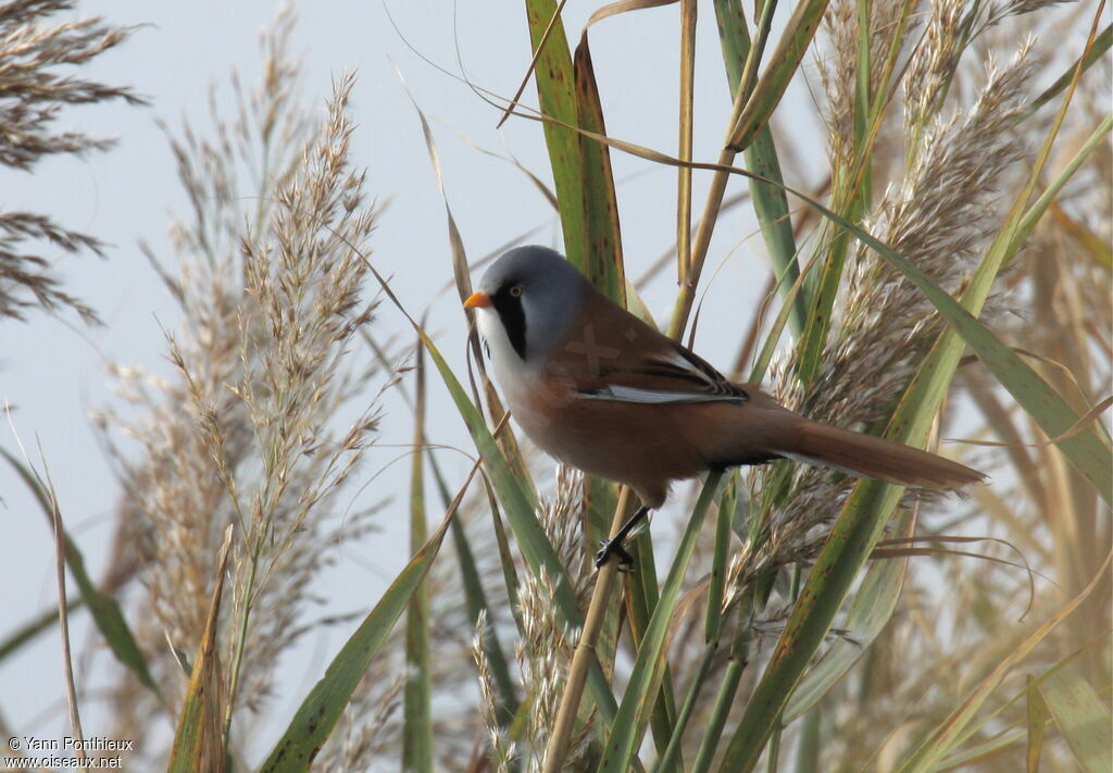 Bearded Reedling male adult