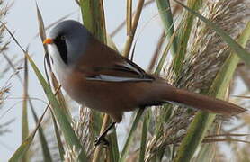 Bearded Reedling