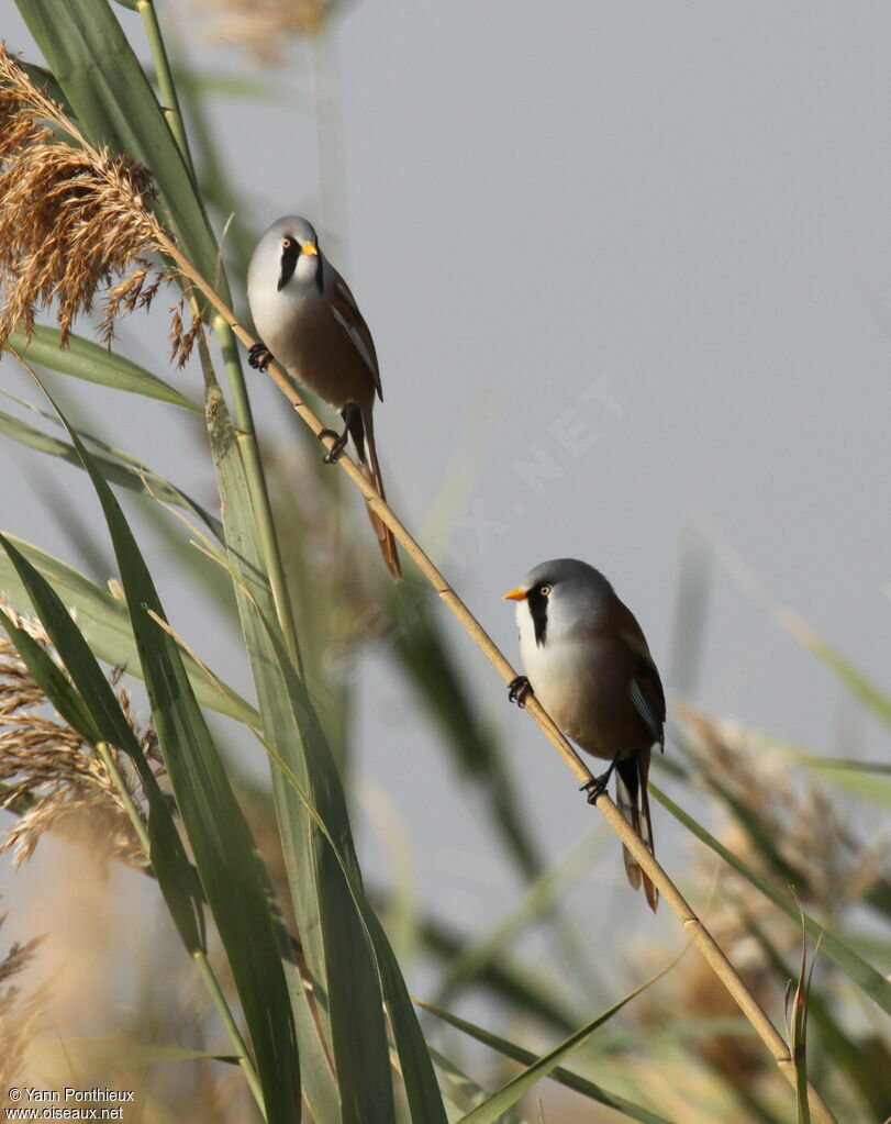 Bearded Reedling male adult