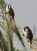 Bearded Reedling