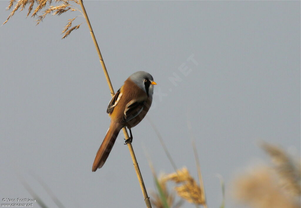 Bearded Reedling male adult