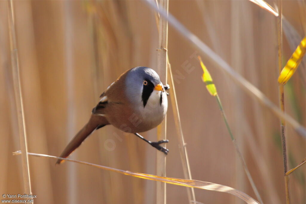 Bearded Reedling male adult