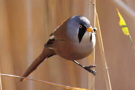 Bearded Reedling