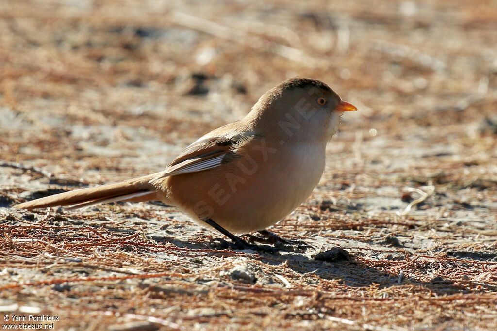 Bearded Reedling